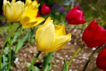 red and yellow tulips