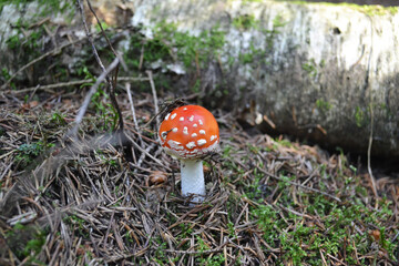 Amanita muscaria on moss in the autumn forest. Natural background.
