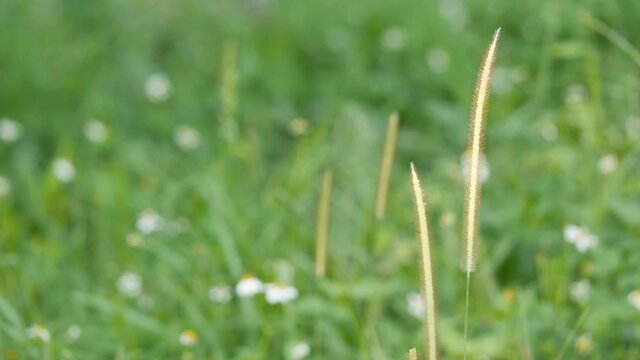 brown grass flower in the wind with white flowres bokeh on green weed leaves field bulr background