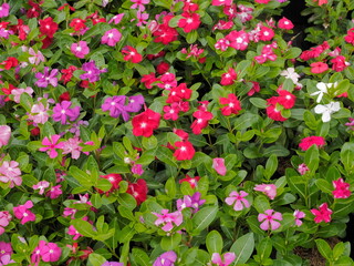 Obraz na płótnie Canvas view of many Madagascar periwinkle flowers (Catharanthus roseus) blossom with multi colored texture background, commonly known as bright eyes, Cape periwinkle, graveyard plant, old maid, pink periwink