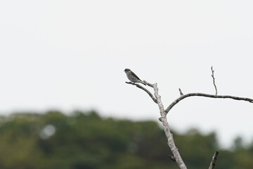 grey streaked flycatcher in flight