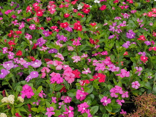 view of many Madagascar periwinkle flowers (Catharanthus roseus) blossom with multi colored texture background, commonly known as bright eyes, Cape periwinkle, graveyard plant, old maid, pink periwink