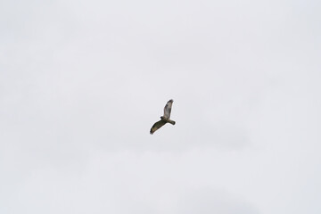 Fototapeta na wymiar grey faced buzzard in flight