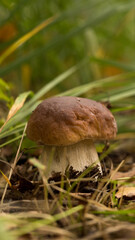 Harvesting forest mushrooms from ecologically clean places