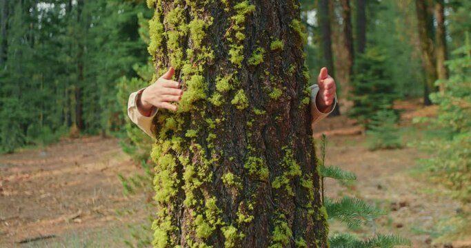 Nature lover on sunny autumn day. Environmentalist is hugging tree in forest and loving nature. Hands of adult female environmental activist are wrapped around tree trunk in woods. Slow motion nature