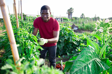 Focused African American man working with plants in vegetable garden