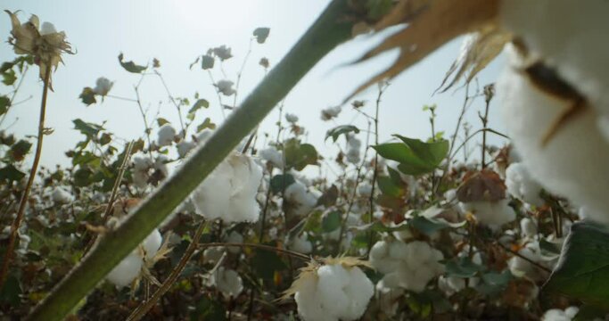 Close-up of cotton box ready for harvest, against the sun. 4k video. Cotton field. Dolly shot .