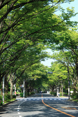 Fototapeta premium けやき通り