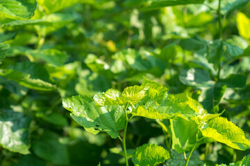 Mulberry tree in the garden. Mulberry leaf is food for silkworm, to make silk