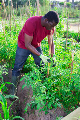 Portrait of young adult man working in garden at summer farm