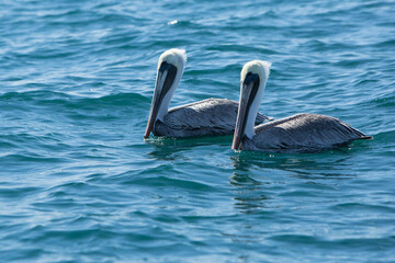 Two pelicans swimming together in the blue ocean