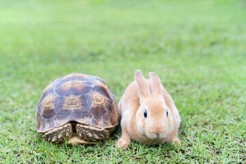 the rabbit and turtle tales.