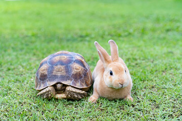 the rabbit and turtle tales.