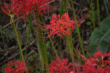 日陰に咲く彼岸花