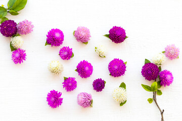 colorful flowers amaranth purple ,white and pink color local flora of asia arrangement flat lay postcard style on background white wooden