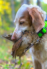 Hunting for a woodcock with the English setter.  Real hunt. Portrait of a hunting dog with trophies. Photos of real hunting.  - obrazy, fototapety, plakaty