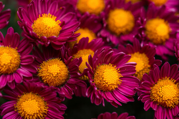 Purple chrysanthemums with a yellow center close-up on a blurred background of the garden. Autumn flower background. Colorful design. Flowers in selective focus.