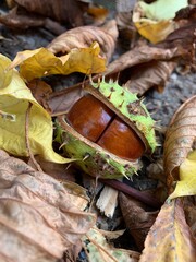 autumn leaves on the ground