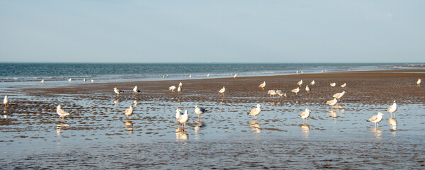 Goélands sur la plage