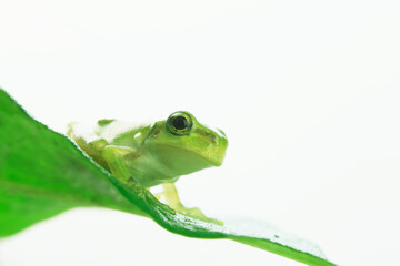 カエルと葉っぱ