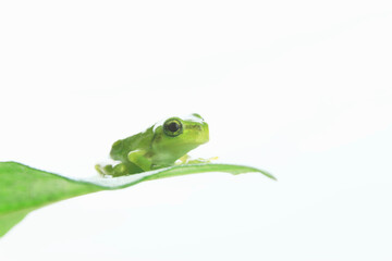 カエルと葉っぱ