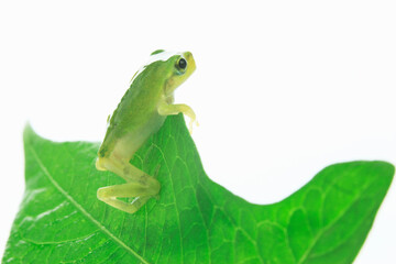 カエルと葉っぱ