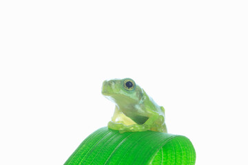 カエルと葉っぱ