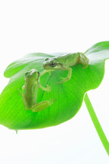 カエルと葉っぱ