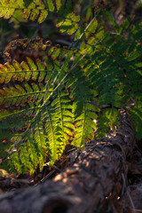 Autumn green fern leaf in the sun