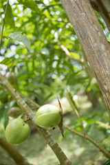 A passion fruit green bark that has been branched.