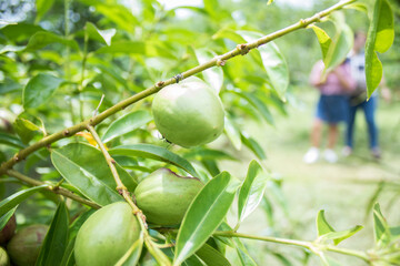 A passion fruit green bark that has been branched.