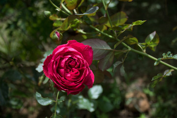 A red rose on the tree