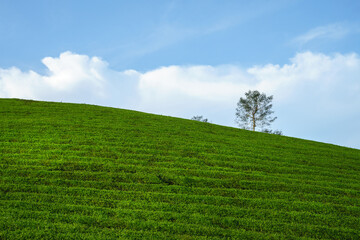 Naklejka premium Green tea plantation hills with blue sky on background
