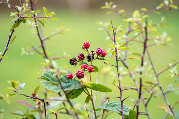 red berries on a bush
