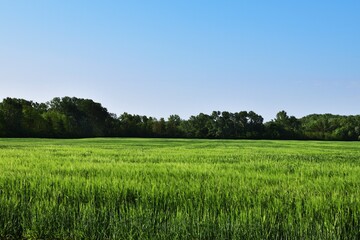 Obraz premium Getreidefeld in Österreich