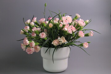 Pink Flowers on Pink Background , Pink Mini Carnation Flowers, Spray Carnation,  in a White Flower Pot, Grey Background