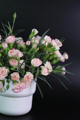 Pink Flowers on Pink Background , Pink Mini Carnation Flowers, Spray Carnation,  in a White Flower Pot, Black Background