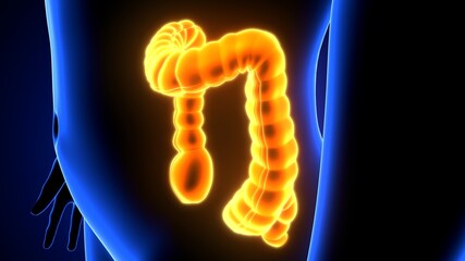3d illustration of human body large intestine anatomy