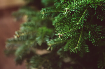 Christmas tree on the blurred background close up