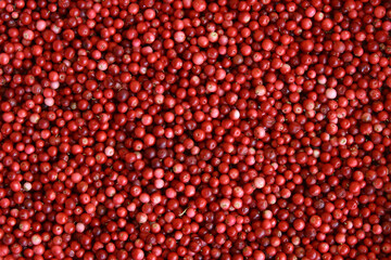 Harvest of wild lingonberry berries.