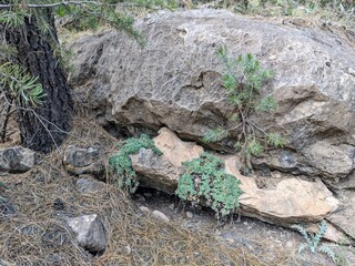 Plants on rocks