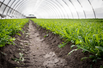 Arugula growing in a soil in a greenhouse.
