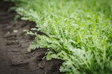 Arugula growing in a soil in a greenhouse.