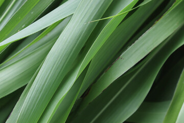Fototapeta na wymiar closeup of Green Leaves