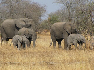 African Elephant family