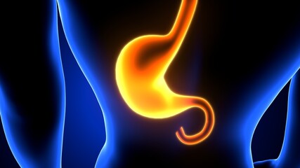 3d illustration of stomach anatomy human digestive system 