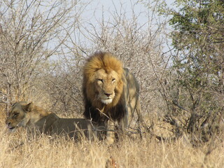 Mating Lions
