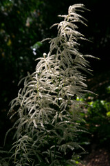 Astilbe flowers blooming in the garden. Vertical picture of nice blossoms for background