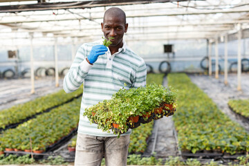 Experienced male worker arranging seedlings of parsley while gardening in glasshouse ..