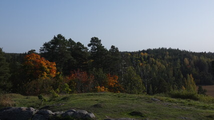 autumn in the forest